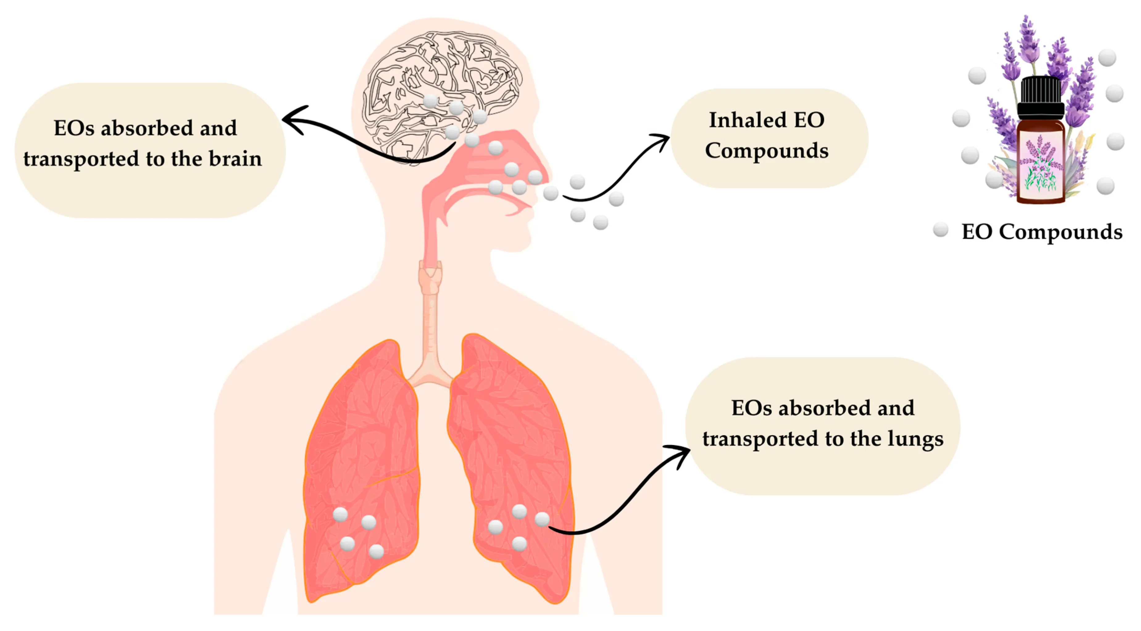 뉴로아로마를 통한 후각의 재조명