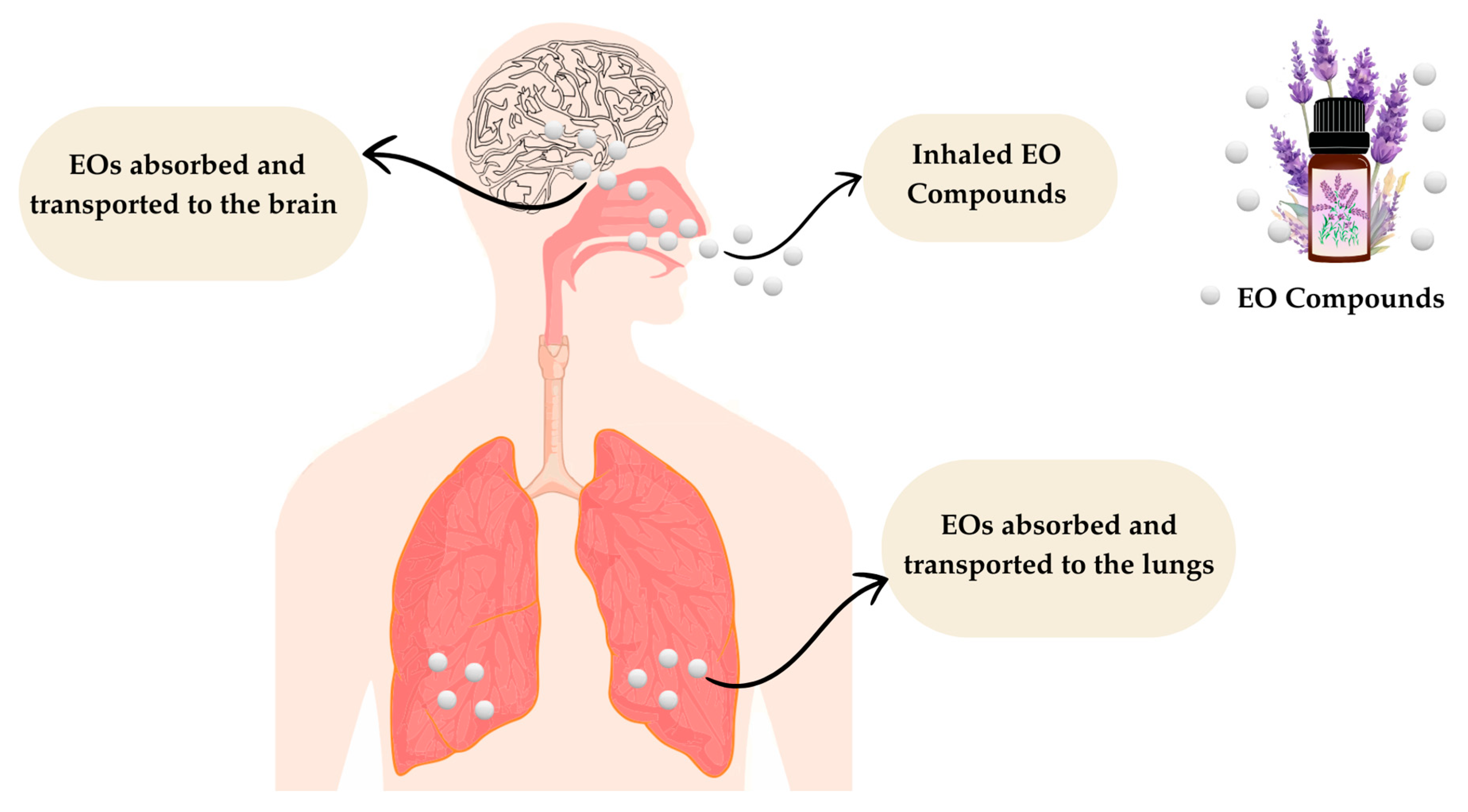 뉴로아로마를 통한 후각의 재조명