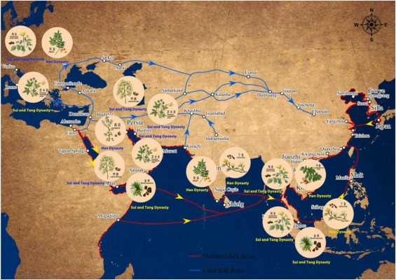 실크로드와 향료 무역의 역사 (2부): 향료의 여정과 현대적 의미