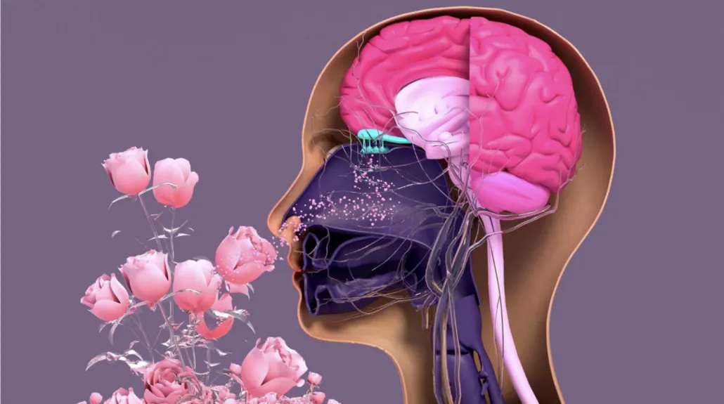 뉴로아로마 우먼핏(Neuro-Aroma Woman Fit) 정규 과정 안내